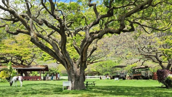 Kualoa Ranch Oahu picnic area